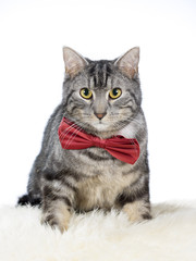A cute cat with a red bow. The portrait is taken in a studio.