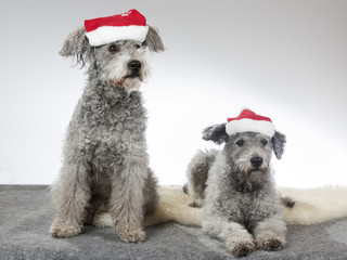 Two Pumi  dogs with a Christmas hat. Image taken in a studio. The breed is known also as Hungarian sheepdog shepherd or Hungarian pumi.