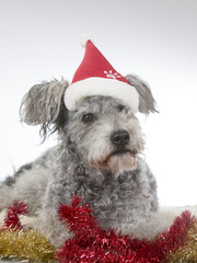 Pumi portrait with a Christmas hat. Image taken in a studio. The breed is known also as Hungarian sheepdog shepherd or Hungarian pumi.