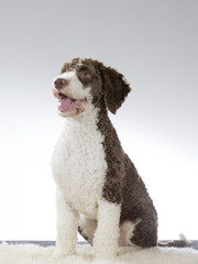 A spanish waterdog puppy portrait. Image taken in a studio.