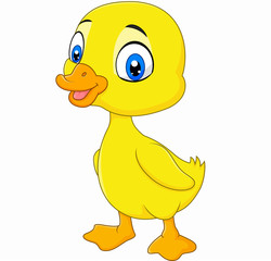 Cute  baby duck posing isolated on white background