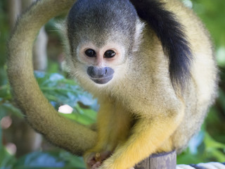 Black-capped Squirrel Monkey(Bolivian Squirrel Monkey)