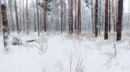 Winter forest during a snowfall