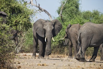 Fototapeta premium African elephants, Loxodon africana, in Chobe National Park, Botswana