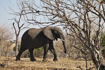 Obraz premium African elephants, Loxodon africana, in Chobe National Park, Botswana