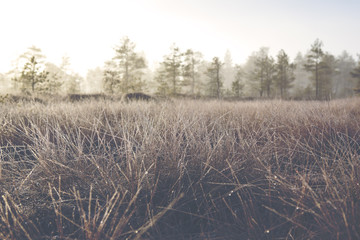 A mystical pine forest on a cold morning. Image taken on a big swamp during early November in...