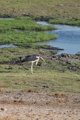 Greater adjutant, Leptoptilus crumeniferus, in Chobe National Park, Botswana