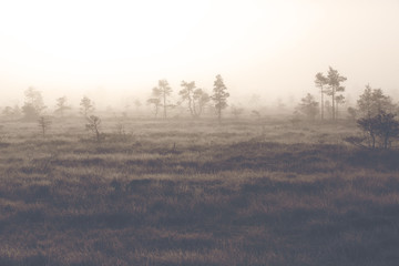 A mystical pine forest on a cold morning. Image taken on a big swamp during early November in Finland. The fog and frost is covering up the whole forest. Image has a vintage effect applied.