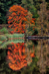 roter Ahorn im Herbst am Wasser