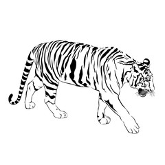 Tiger walking stride. Victor