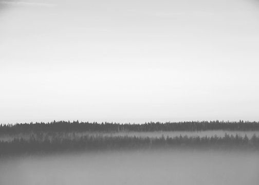 Fototapeta Forest scene with a fog. An image taken during cold morning. Fog is covered around the forest. Image in black and white.