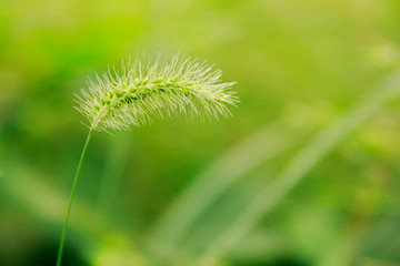 Obraz premium エノコログサ