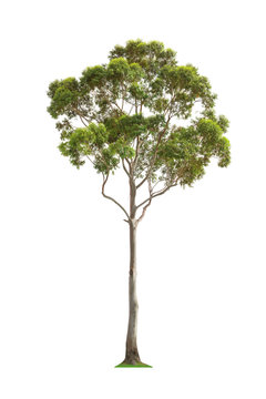 Fototapeta Green eucalyptus tree
