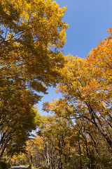 Fototapeta premium 紅葉した那須街道