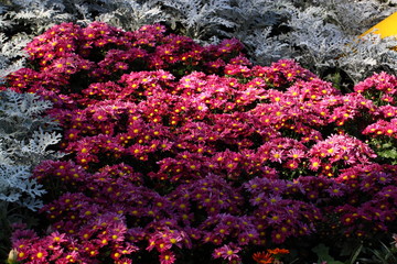 Chrysanthemum flowers/Chrysanthemum flowers in the garden