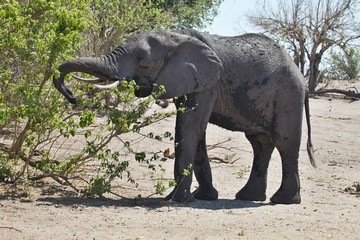 Obraz premium African elephants, Loxodon africana, in Chobe National Park, Botswana
