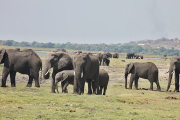 Fototapeta premium Słonie afrykańskie, Loxodon africana, w Parku Narodowym Chobe w Botswanie