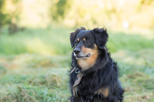 Dog that looks questionable aside