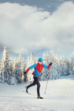 The Cross-country Skier in winter forest