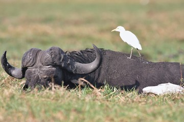 old African Buffalo, Syncerus caffer and heron
