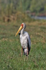 Yellow-billed Stork, Mycteria ibis,in Chobe National Park, Botswana