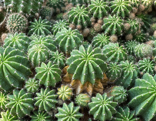 Obraz premium cactus close up
