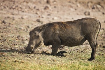 grazing Desert Warthog, Phacochoerus aethiopicus,in Chobe National Park, Botswana
