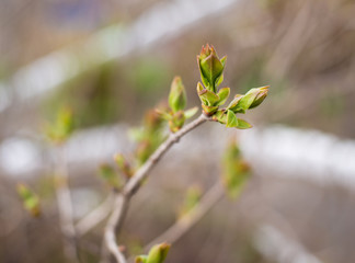Green bud in spring. Selective focus with shallow depth of field.