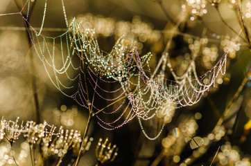 Drops of dew on a web shined by morning light