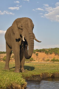 Fototapeta drinking elephant Loxodonta africana,  in Chobe National Park, Botswana