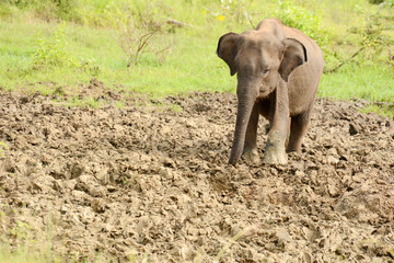 Obraz premium Young Sri Lankan elephant in the National park Uda Walawe, Sri Lanka. Asia.