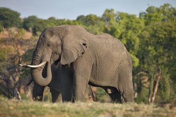 lone elephant Loxodonta africana,  in Chobe National Park, Botswana