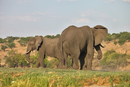  elephant Loxodonta africana,  in Chobe National Park, Botswana