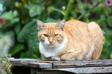 Naklejka na ściany i meble Ginger cat lying on a wooden bench