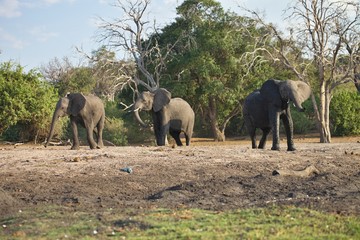 Obraz na płótnie Canvas lone elephant Loxodonta africana, in Chobe National Park, Botswana