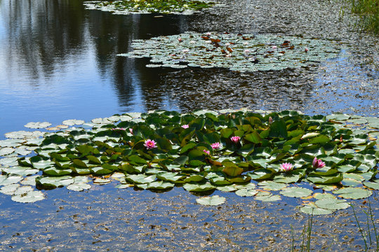 Fototapeta Водяные лилии
