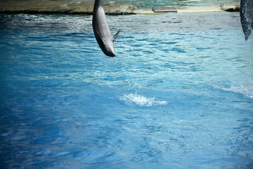 il salto del delfino