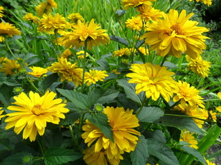 słoneczniczek szorstki (Heliopsis helianthoides)