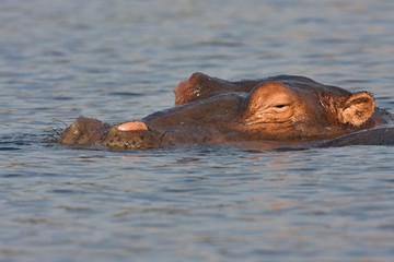 Fototapeta premium Hippopotamus, Hippopotamus amphibius, in Chobe National Park, Botswana