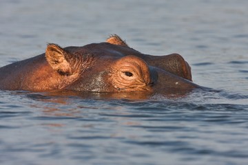 Fototapeta premium Hippopotamus, Hippopotamus amphibius, in Chobe National Park, Botswana