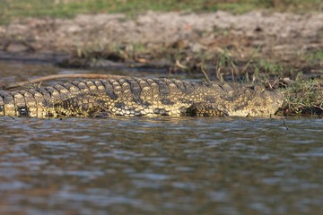 Nile crocodile Crocodylus niloticus on the banks of the Chobe River in Botswana
