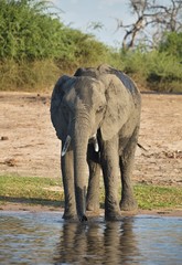 Fototapeta na wymiar drinking elephant Loxodonta africana, in Chobe National Park, Botswana
