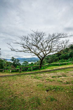 Fototapeta misty mountain view, dampness plant branches at the top of mountain view with fog on cloudy day,Thailand
