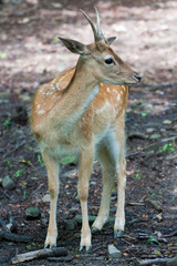 Sika deer portrait (Cervus Nippon).