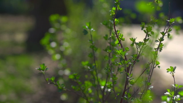 Bush with the first spring leaves