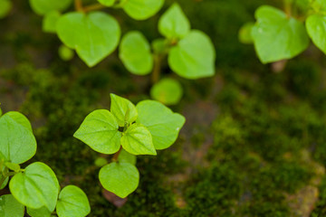 dampness plant, own grown plant on moss ground in humidity climate ecology