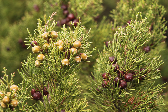 ginepro fenicio o cedro licio (Juniperus phoenicea) con frutti