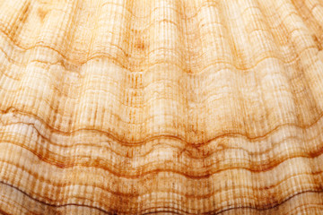 background of single seashell of mollusc, close up