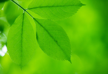 fresh and green leaves