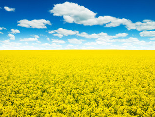Obraz premium Summer Landscape with Wheat Field and Clouds